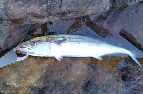 サゴシの釣果