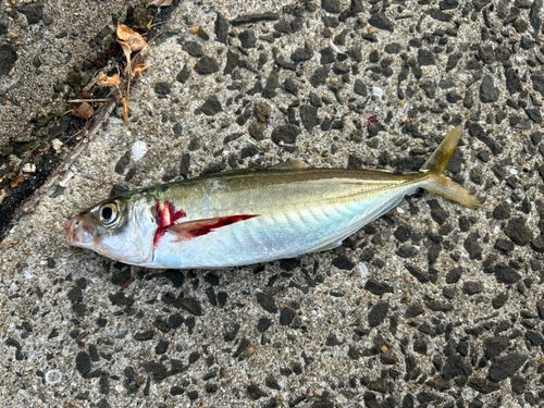 マルアジの釣果
