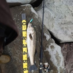 フッコ（マルスズキ）