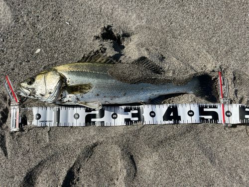 高瀬川河口（三沢）