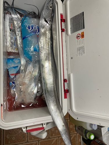 タチウオの釣果