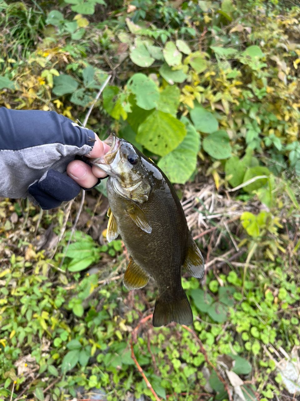 スモールマウスバス