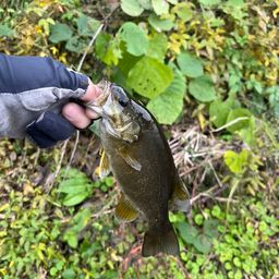 スモールマウスバス