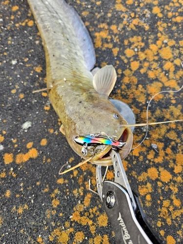 ニホンナマズの釣果