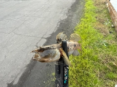 ウロハゼの釣果