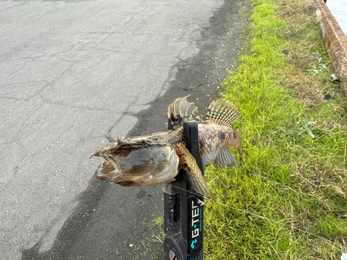 ウロハゼの釣果