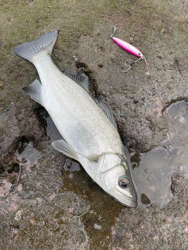 ヒラスズキの釣果