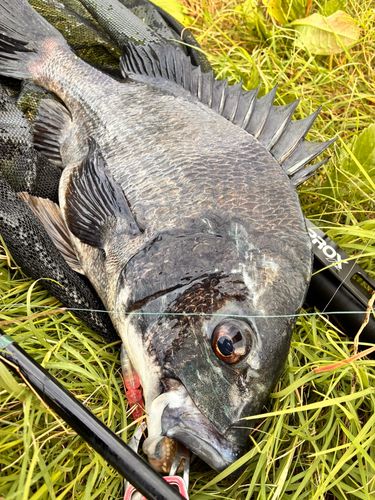 チヌの釣果