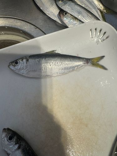 サッパの釣果