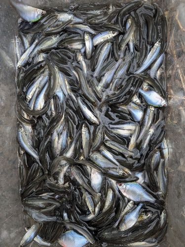 タモロコの釣果