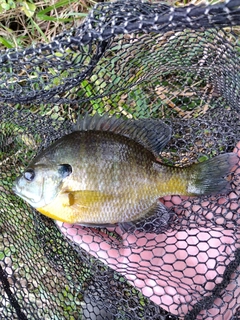 ブルーギルの釣果