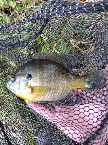 ブルーギルの釣果