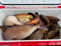 マダイの釣果
