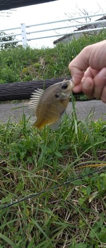 ブルーギルの釣果
