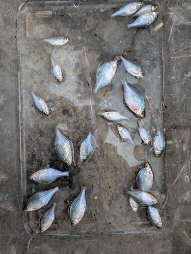 タイリクバラタナゴの釣果
