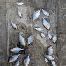 タイリクバラタナゴ