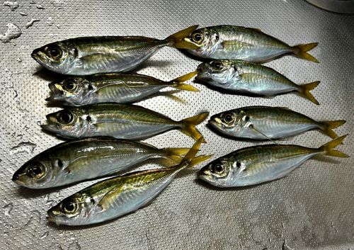 アジの釣果