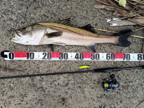 シーバスの釣果