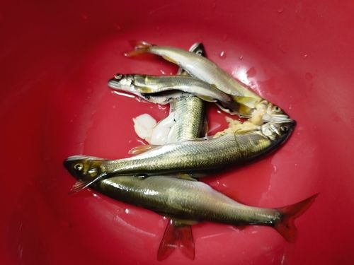 アユの釣果