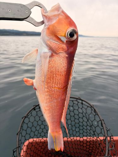 アカアマダイの釣果