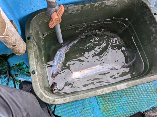 タチウオの釣果