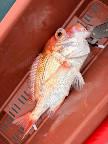 レンコダイの釣果