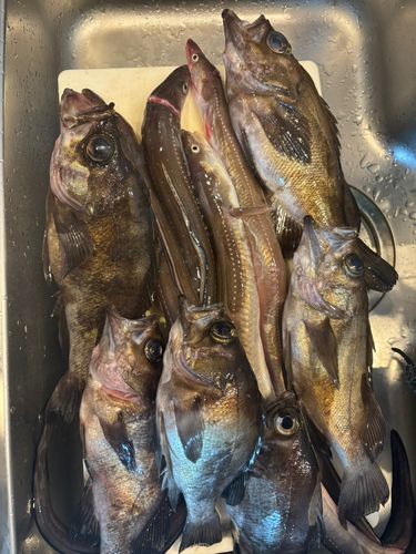 メバルの釣果
