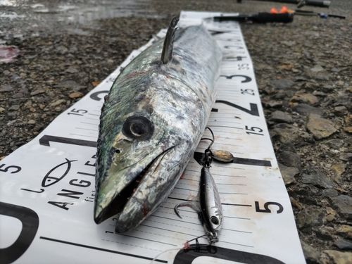 サワラの釣果