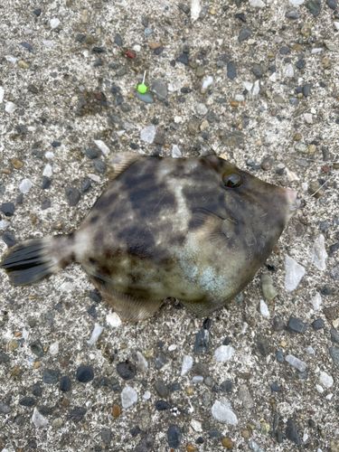 カワハギの釣果