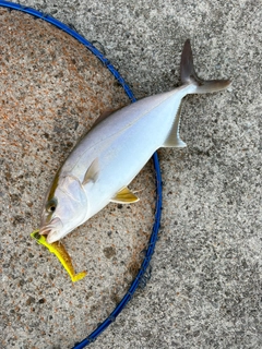 アカビラの釣果