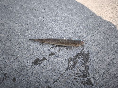 アカエソの釣果