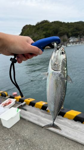 ソウダガツオの釣果