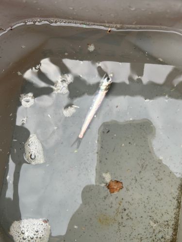 カタクチイワシの釣果