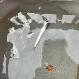 カタクチイワシ