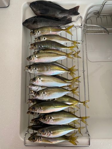 アジの釣果