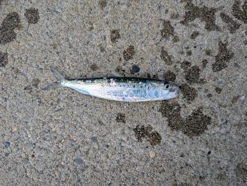 イワシの釣果