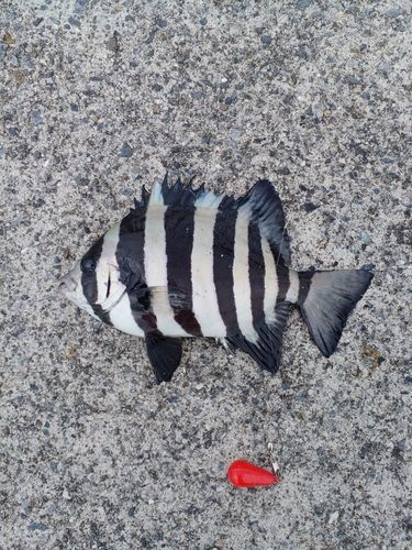 サンバソウの釣果