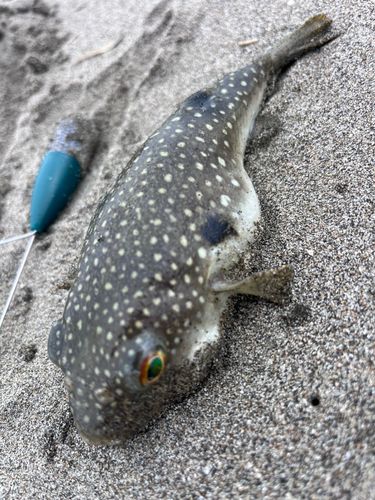 クサフグの釣果