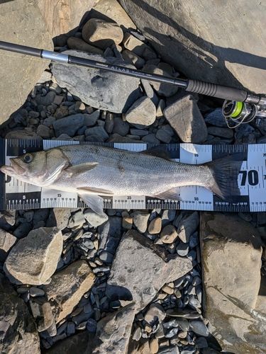 ヒラスズキの釣果