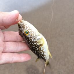 ショウサイフグ