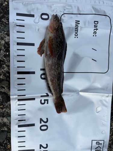 アイナメの釣果