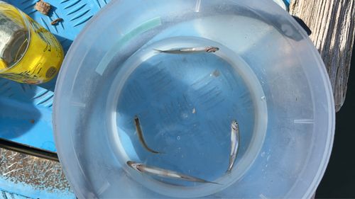 ワカサギの釣果