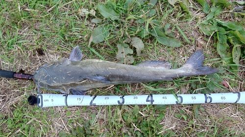 アメリカナマズの釣果