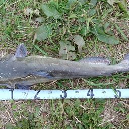 アメリカナマズ