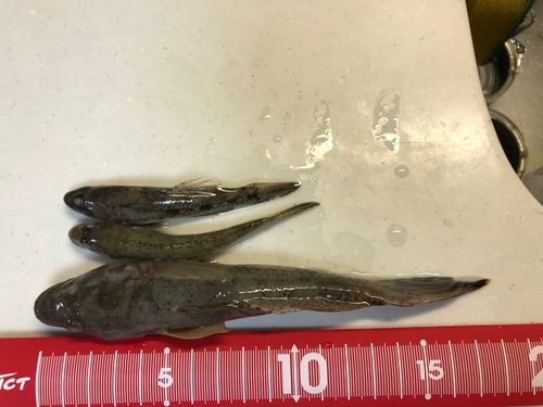 太田川今之浦川合流