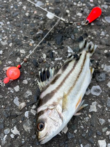 コトヒキの釣果