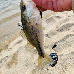 ラージマウスバス