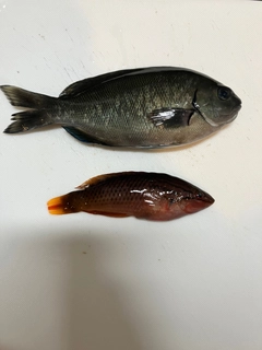メジナの釣果