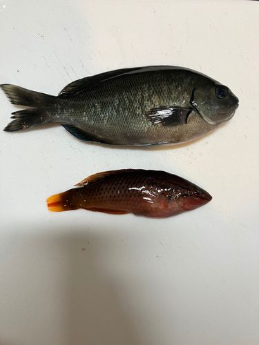 メジナの釣果
