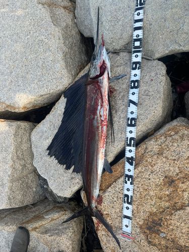 バショウカジキの釣果